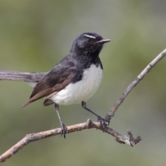 Rhipidura leucophrys (Willie Wagtail) at Pambula, NSW - 17 Nov 2010 by Leo
