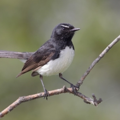 Rhipidura leucophrys (Willie Wagtail) at Pambula, NSW - 17 Nov 2010 by Leo