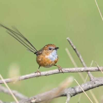 Stipiturus malachurus (Southern Emu-wren) at Pambula, NSW - 19 Apr 2016 by Leo