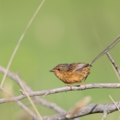 Stipiturus malachurus (Southern Emu-wren) at Pambula, NSW - 19 Apr 2016 by Leo
