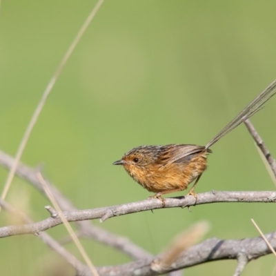 Stipiturus malachurus (Southern Emu-wren) at Pambula, NSW - 19 Apr 2016 by Leo