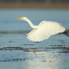 Ardea alba (Great Egret) at Merimbula, NSW - 15 May 2013 by Leo