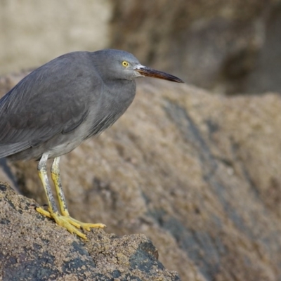 Egretta sacra (Eastern Reef Egret) at Eden, NSW - 20 May 2011 by Leo