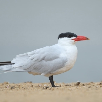 Hydroprogne caspia (Caspian Tern) at Mogareeka, NSW - 17 Sep 2013 by Leo