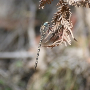 Austroaeschna multipunctata at Paddys River, ACT - 16 Feb 2016 10:54 AM