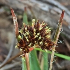 Luzula densiflora (Dense Wood-rush) at Wandiyali-Environa Conservation Area - 9 Aug 2016 by Wandiyali