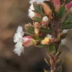 Leucopogon virgatus at Jerrabomberra, NSW - 9 Aug 2016 10:25 PM