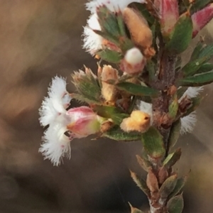 Leucopogon virgatus at Jerrabomberra, NSW - 9 Aug 2016 10:25 PM