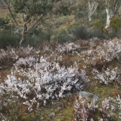 Leucopogon virgatus at Jerrabomberra, NSW - 9 Aug 2016 10:25 PM