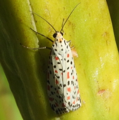 Utetheisa pulchelloides (Heliotrope Moth) at Fadden, ACT - 11 Mar 2016 by RyuCallaway