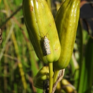 Utetheisa pulchelloides at Fadden, ACT - 12 Mar 2016