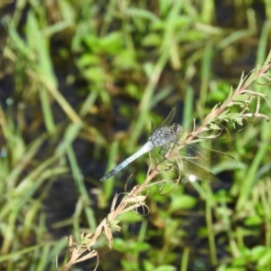 Orthetrum caledonicum at Fadden, ACT - 12 Mar 2016