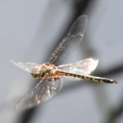 Hemicordulia australiae (Australian Emerald) at Fadden, ACT - 12 Mar 2016 by ArcherCallaway