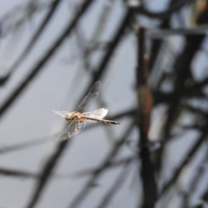 Hemicordulia australiae at Fadden, ACT - 12 Mar 2016 09:48 AM