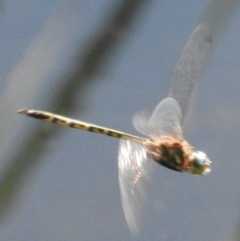 Hemicordulia australiae at Fadden, ACT - 12 Mar 2016 09:48 AM