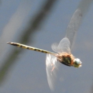 Hemicordulia australiae at Fadden, ACT - 12 Mar 2016 09:48 AM