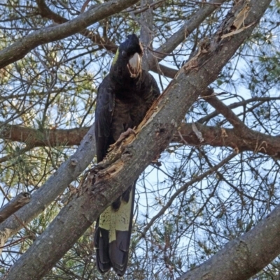 Zanda funerea (Yellow-tailed Black-Cockatoo) at Isaacs, ACT - 8 Aug 2016 by galah681