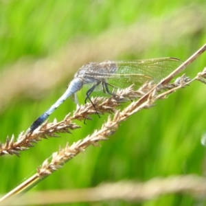 Orthetrum caledonicum at Gilmore, ACT - 14 Jan 2016 09:07 AM