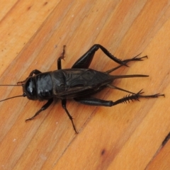 Teleogryllus commodus (Black Field Cricket) at Conder, ACT - 14 Apr 2015 by MichaelBedingfield