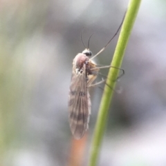 Mycetophilidae (family) at Belconnen, ACT - 8 Aug 2016