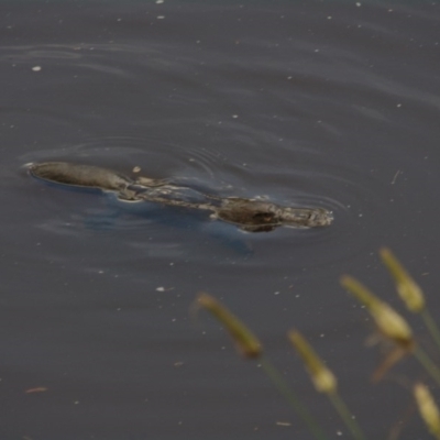 Ornithorhynchus anatinus (Platypus) at Bombala, NSW - 14 Dec 2014 by thompsos