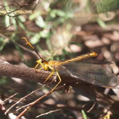 Nymphes myrmeleonoides (Blue eyes lacewing) at Macquarie, ACT - 29 Dec 2015 by Heino