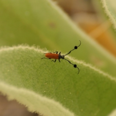 Tropis paradoxa (Longicorn beetle) at Red Hill, ACT - 29 Nov 2015 by roymcd