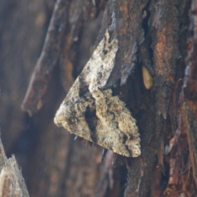 Gastrinodes bitaeniaria (Buff Bark Moth) at Red Hill, ACT - 24 Feb 2016 by roymcd