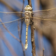 Anax papuensis (Australian Emperor) at Red Hill, ACT - 14 Jan 2016 by roymcd