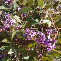 Hardenbergia violacea (False Sarsaparilla) at Farrer, ACT - 9 Jan 2016 by Mike