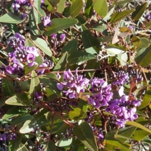 Hardenbergia violacea at Farrer, ACT - 9 Jan 2016 02:41 PM