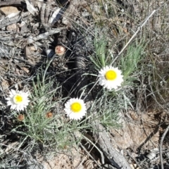 Leucochrysum albicans subsp. tricolor (Hoary Sunray) at Farrer, ACT - 8 Aug 2016 by Mike