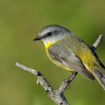 Eopsaltria australis (Eastern Yellow Robin) at Green Cape, NSW - 15 May 2013 by Leo