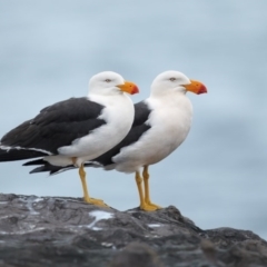 Larus pacificus (Pacific Gull) at Green Cape, NSW - 19 Sep 2013 by Leo