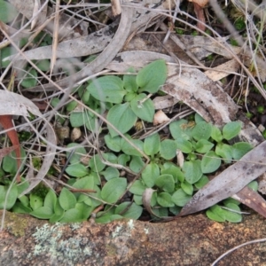 Diplodium sp. at Canberra Central, ACT - suppressed