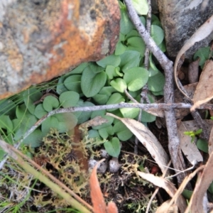 Diplodium sp. at Canberra Central, ACT - suppressed