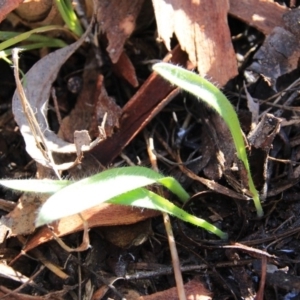 Caladenia sp. at Canberra Central, ACT - 9 Aug 2016