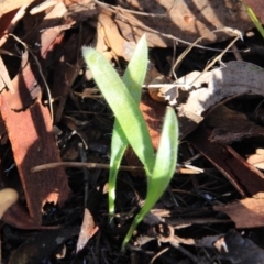 Caladenia sp. at Canberra Central, ACT - 9 Aug 2016