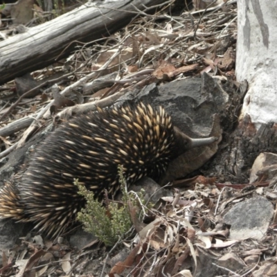 Tachyglossus aculeatus (Short-beaked Echidna) at Canberra Central, ACT - 20 Oct 2006 by galah681