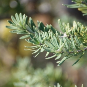 Banksia marginata at Red Hill, ACT - 10 Aug 2016