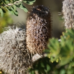 Banksia marginata at Red Hill, ACT - 10 Aug 2016