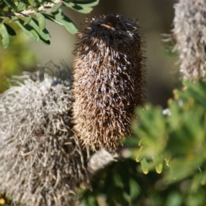 Banksia marginata at Red Hill, ACT - 10 Aug 2016