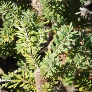 Banksia marginata at Red Hill, ACT - 10 Aug 2016 02:59 PM