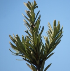 Banksia marginata at Red Hill, ACT - 10 Aug 2016 02:59 PM