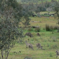 Macropus giganteus (Eastern Grey Kangaroo) at Rendezvous Creek, ACT - 27 Nov 2007 by galah681