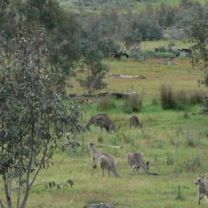 Macropus giganteus at Rendezvous Creek, ACT - 27 Nov 2007 04:56 PM