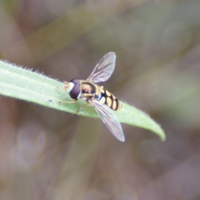 Simosyrphus grandicornis (Common hover fly) at Red Hill, ACT - 16 Oct 2015 by roymcd