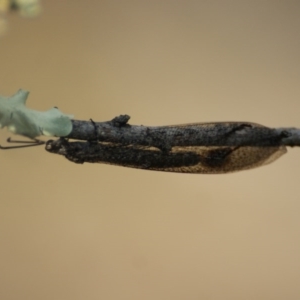 Myrmeleontidae (family) at Red Hill, ACT - 9 Feb 2016