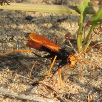Cryptocheilus bicolor (Orange Spider Wasp) at Greenway, ACT - 19 Jan 2016 by MichaelBedingfield