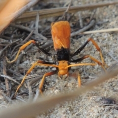 Cryptocheilus bicolor at Greenway, ACT - 19 Jan 2016 08:04 PM